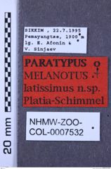 Etiketten zu Melanotus latissimus (NHMW-ZOO-COL-0007532)